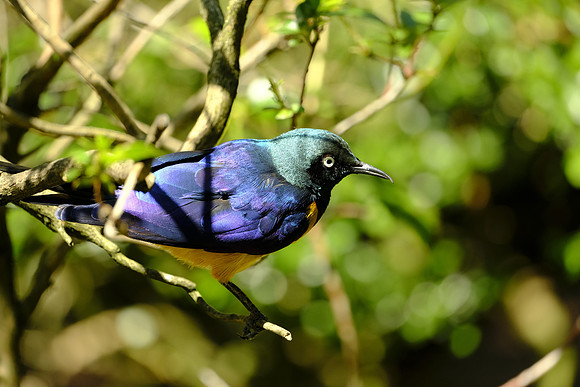 Woodland Park Zoo 2019-61 [1-480 sec at f - 5.4 323.2 mm Fujifilm X-T30 XF100-400mmF4.5-5.6 R LM OIS WR]