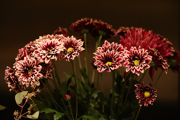 Canon 1D-X First Shots-48_ISO 10000__1-100 sec at f - 7.1