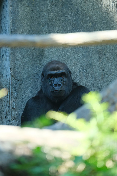 Zoo-195 [1-320 sec at f - 5.6 400 mm Fujifilm X-T30 XF100-400mmF4.5-5.6 R LM OIS WR]