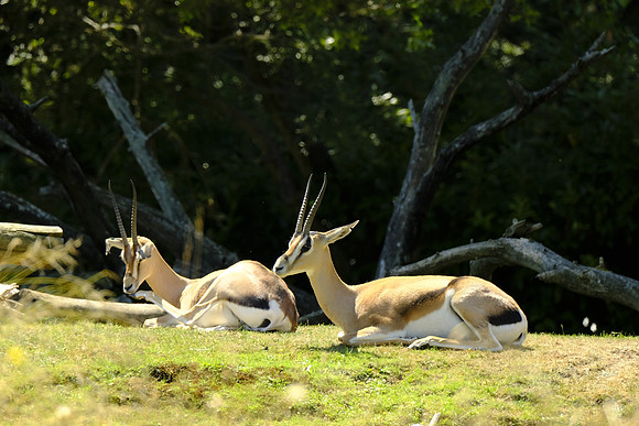 Woodland Park Zoo 2019-111 [1-500 sec at f - 6.4 400 mm Fujifilm X-T30 XF100-400mmF4.5-5.6 R LM OIS WR]