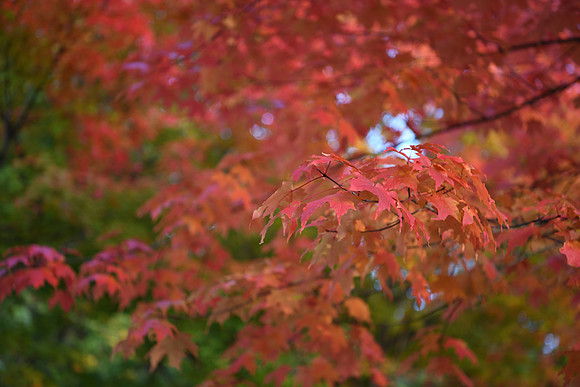 D850 Fall-74 NIKON D850 24.0-70.0 mm f-2.8 70 mm 1-250 sec at f - 2.8 ISO 560_