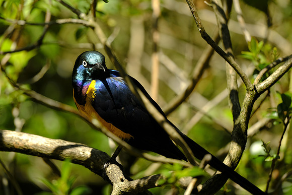 Woodland Park Zoo 2019-73 [1-480 sec at f - 5.4 323.2 mm Fujifilm X-T30 XF100-400mmF4.5-5.6 R LM OIS WR]