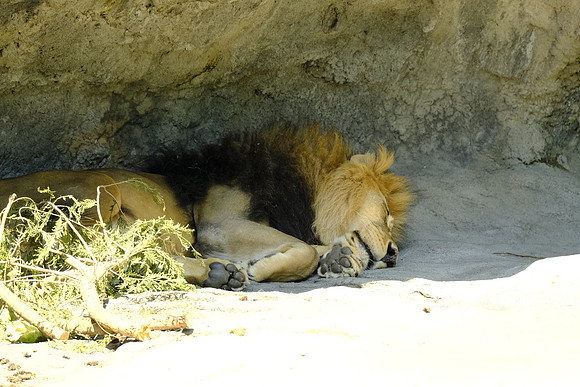 Woodland Park Zoo 2019-113 [1-320 sec at f - 6.4 400 mm Fujifilm X-T30 XF100-400mmF4.5-5.6 R LM OIS WR]