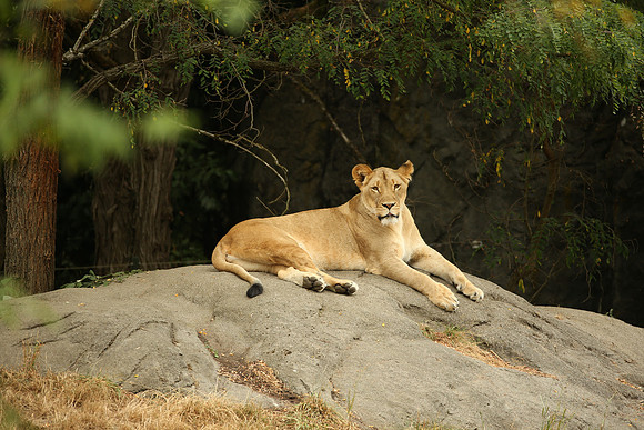 Zoo-802_ISO 640_1-125 sec at f - 5.6_EF200-400mm f-4L IS USM EXT at 560 mm