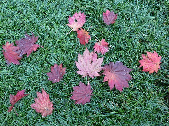 LF1-231_ISO 160_1-60 sec at f - 2.0_ at 6 mm