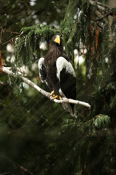Zoo-570_ISO 1000_1-400 sec at f - 4.0_EF200-400mm f-4L IS USM at 200 mm