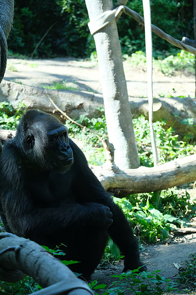Zoo-175 [1-150 sec at f - 4.5 103.6 mm Fujifilm X-T30 XF100-400mmF4.5-5.6 R LM OIS WR]