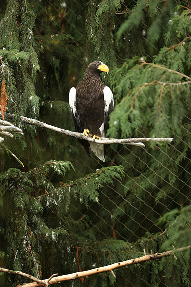Zoo-392_ISO 640_1-160 sec at f - 4.0_EF200-400mm f-4L IS USM at 200 mm