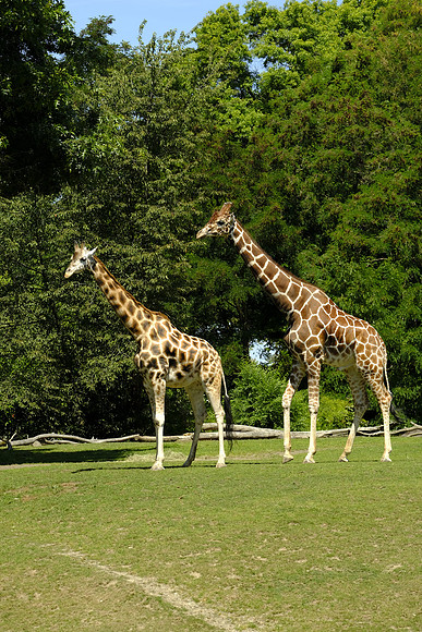 Woodland Park Zoo 2019-29 [1-300 sec at f - 6.4 103.6 mm Fujifilm X-T30 XF100-400mmF4.5-5.6 R LM OIS WR]