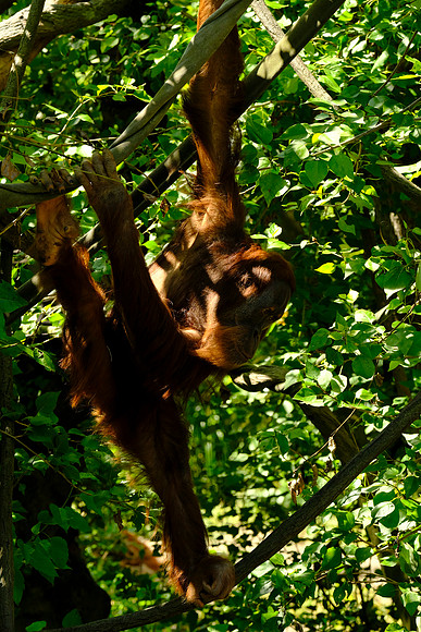 X-T3 Woodland Park Zoo 2019-177 [1-200 sec at f - 5.6 137.7 mm Fujifilm X-T30 XF100-400mmF4.5-5.6 R LM OIS WR]