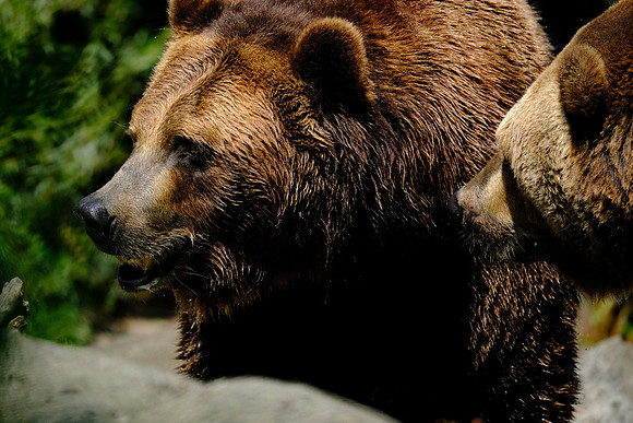 X-T3 Woodland Park Zoo 2019-456 [1-640 sec at f - 5.6 400 mm Fujifilm X-T30 XF100-400mmF4.5-5.6 R LM OIS WR]