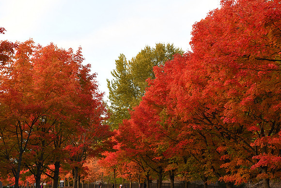D850 Fall-65 NIKON D850 24.0-70.0 mm f-2.8 62 mm 1-125 sec at f - 6.3 ISO 360_