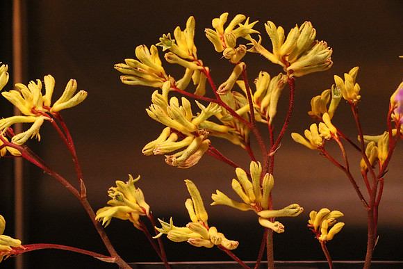 Canon 1D-X First Shots-152_ISO 25600__1-50 sec at f - 11