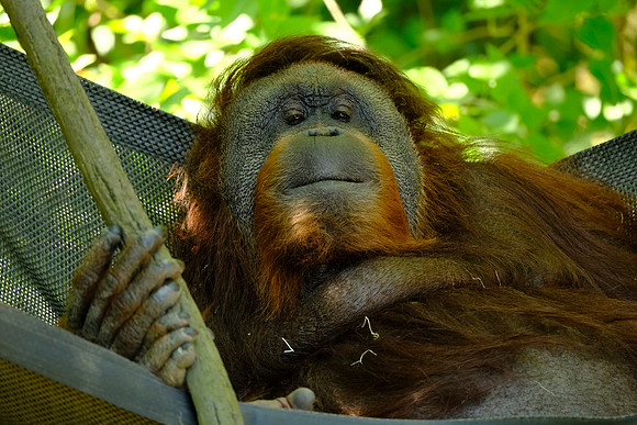 X-T3 Woodland Park Zoo 2019-173 [1-180 sec at f - 5.6 400 mm Fujifilm X-T30 XF100-400mmF4.5-5.6 R LM OIS WR]