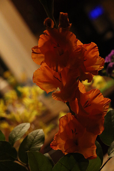 Canon 1D-X First Shots-62_ISO 25600__1-80 sec at f - 11