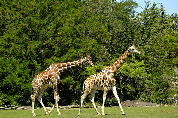 Woodland Park Zoo 2019-13 [1-450 sec at f - 5.0 111.3 mm Fujifilm X-T30 XF100-400mmF4.5-5.6 R LM OIS WR]