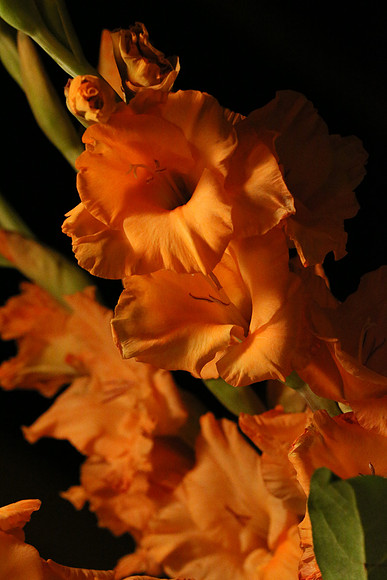 Canon 1D-X First Shots-90_ISO 20000__1-160 sec at f - 13