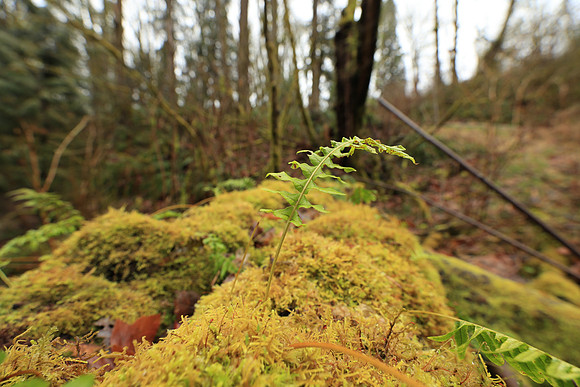 Wet Hike-95 Canon EOS-1D X Mark II EF16-35mm f-2.8L III USM 16 mm 1-40 sec at f - 5.6 ISO 320_