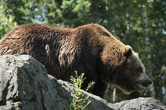 X-T3 Woodland Park Zoo 2019-580 [1-220 sec at f - 4.8 158.8 mm Fujifilm X-T30 XF100-400mmF4.5-5.6 R LM OIS WR]