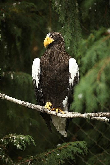Zoo-382_ISO 640_1-160 sec at f - 4.0_EF200-400mm f-4L IS USM at 400 mm