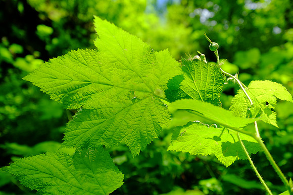 FujiOR-58_ISO 400_1-850 sec at f - 4.0_XF10-24mmF4 R OIS at 21.9 mm