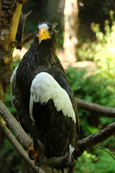 X-T3 Woodland Park Zoo 2019-652 [1-150 sec at f - 4.5 100 mm Fujifilm X-T30 XF100-400mmF4.5-5.6 R LM OIS WR]