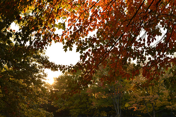 D600 Review - Park-103
