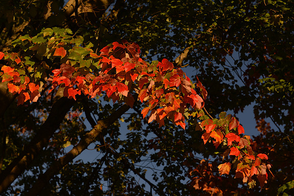 D600 Review - Park-33