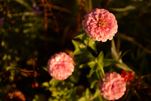 D600 24-70 Tests-40_ISO 100_1-1000 sec at f - 2.8 at 50 mm