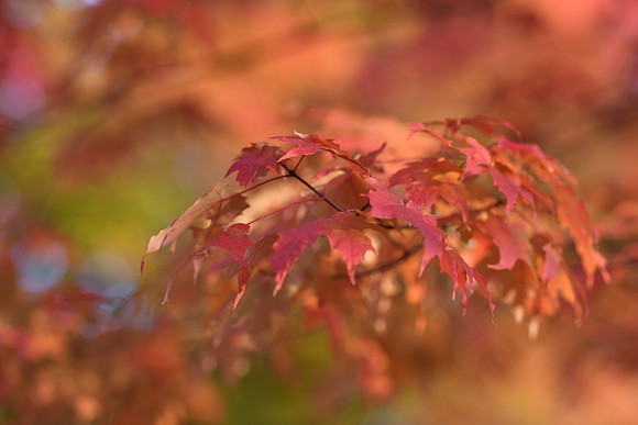D850 Fall-78 NIKON D850 135.0 mm f-1.8 135 mm 1-200 sec at f - 2.5 ISO 220_