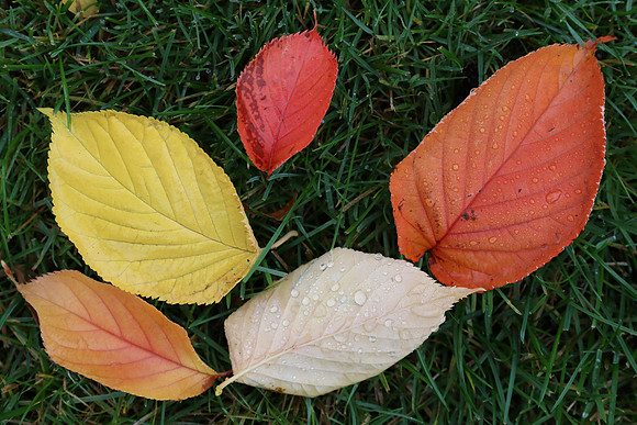 5DM4 Fall-49 Canon EOS 5D Mark IV EF24-70mm f-4L IS USM 70 mm 1-125 sec at f - 9.0 ISO 1000_