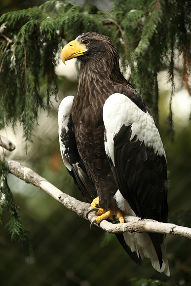 Zoo-452_ISO 500_1-160 sec at f - 4.0_EF200-400mm f-4L IS USM at 400 mm