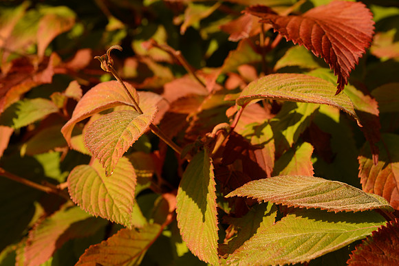 D600 24-70 Tests-80_ISO 100_1-125 sec at f - 10 at 66 mm