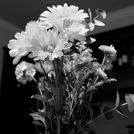Mono+Y FilmSim1x1Aspect-3_ISO 200_1.0 sec at f - 5.6_XF23mmF1.4 R at 23 mm