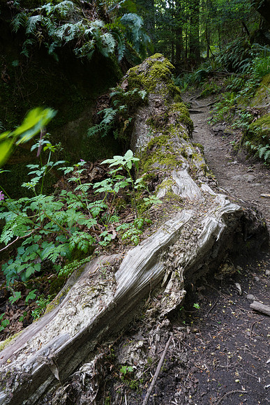 Woods A7R4-2 [5.0 sec at f - 22 24 mm Sony ILCE-7RM4 FE 24-105mm F4 G OSS]