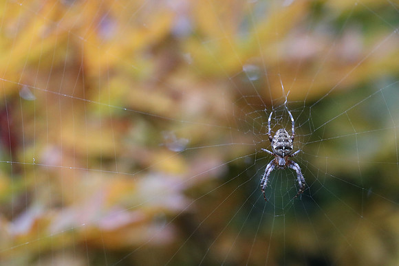 Spider-7 Canon EOS-1D X Mark II EF24-70mm f-4L IS USM 70 mm 1-200 sec at f - 5.6 ISO 12800_