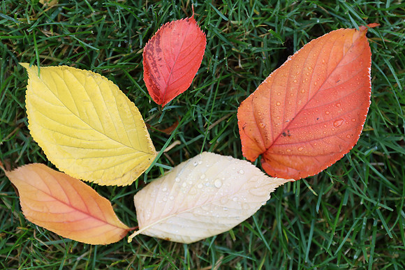 5DM4 Fall-53 Canon EOS 5D Mark IV EF24-70mm f-4L IS USM 70 mm 1-125 sec at f - 5.6 ISO 640_