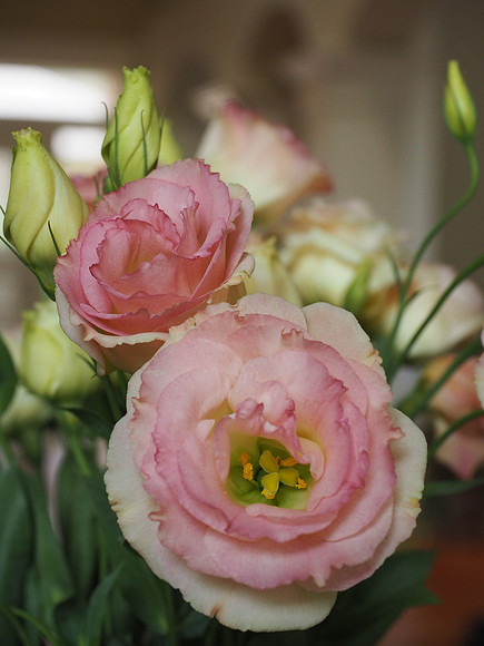 OlympusM5II-375_ISO 800_1-100 sec at f - 5.6_OLYMPUS M.12-40mm F2.8 at 40 mm