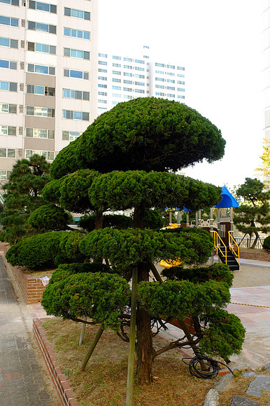 AsiaSnapshots-60_NR-2_ISO 100_1-210 sec at f - 3.2_ at 8.6 mm