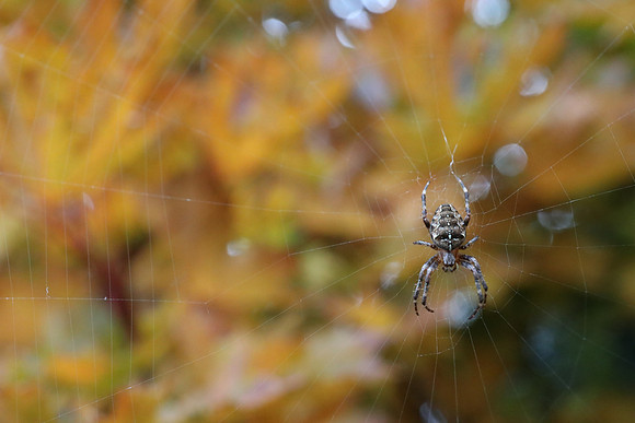 Spider-27 Canon EOS-1D X Mark II EF24-70mm f-4L IS USM 70 mm 1-125 sec at f - 7.1 ISO 12800_