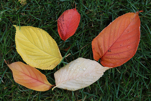 5DM4 Fall-51 Canon EOS 5D Mark IV EF24-70mm f-4L IS USM 70 mm 1-125 sec at f - 5.6 ISO 400_
