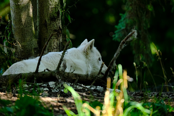 X-T3 Woodland Park Zoo 2019-426 [1-500 sec at f - 5.6 400 mm Fujifilm X-T30 XF100-400mmF4.5-5.6 R LM OIS WR]