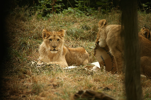 Zoo-858_ISO 1600_1-250 sec at f - 5.6_EF200-400mm f-4L IS USM EXT at 560 mm
