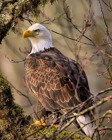 Token eagle close up shot