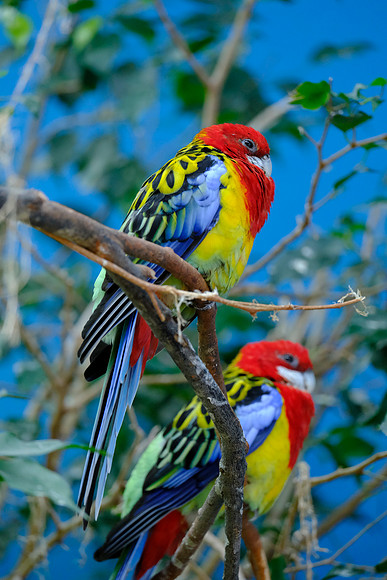 X-T3 Woodland Park Zoo 2019-225 [1-200 sec at f - 5.2 290.6 mm Fujifilm X-T30 XF100-400mmF4.5-5.6 R LM OIS WR]