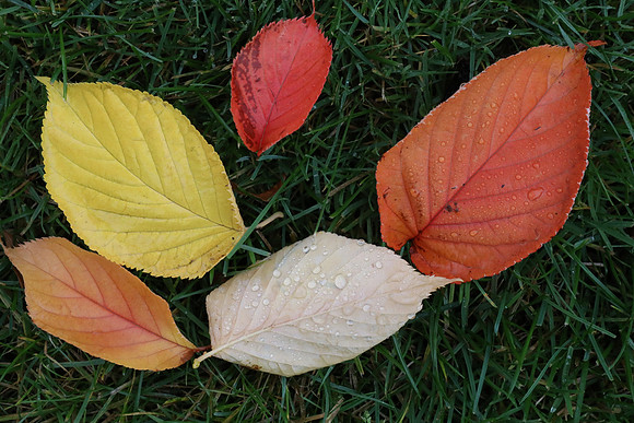 5DM4 Fall-41 Canon EOS 5D Mark IV EF24-70mm f-4L IS USM 70 mm 1-125 sec at f - 22 ISO 6400_