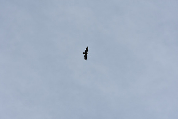 D7200-3-122_ISO 280_1-640 sec at f - 11_70.0-200.0 mm f-2.8 at 200 mm