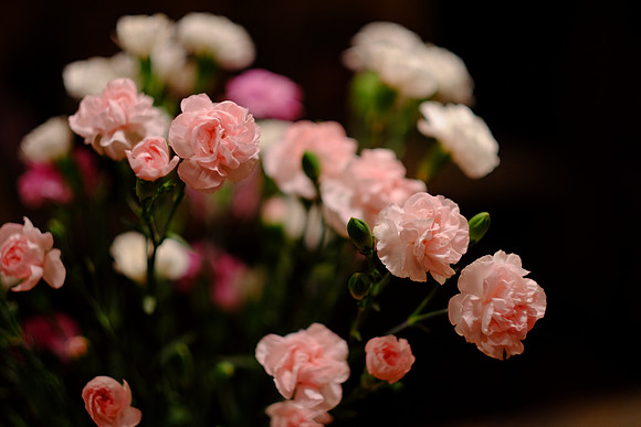 XE2Lens-2_ISO 400_1-200 sec at f - 1.2_XF56mmF1.2 R at 56 mm