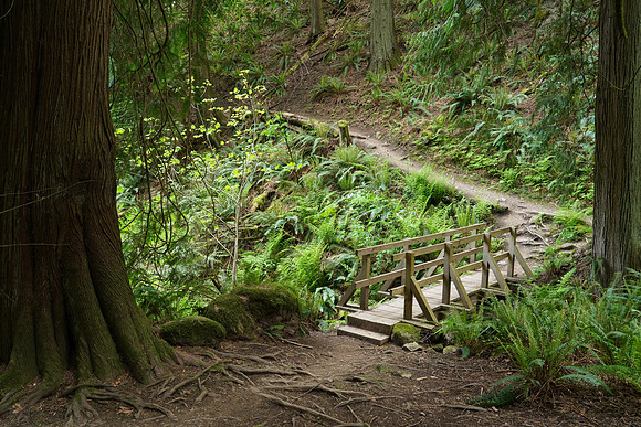Woods A7R4-32 [4.0 sec at f - 16 32 mm Sony ILCE-7RM4 FE 24-105mm F4 G OSS]