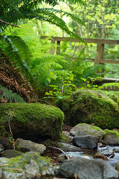 Woods A7R4-106 [6.0 sec at f - 11 91 mm Sony ILCE-7RM4 FE 24-105mm F4 G OSS]
